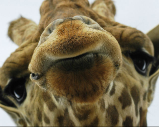 Illustration for article titled Your Giraffe Can Kiss My Ass